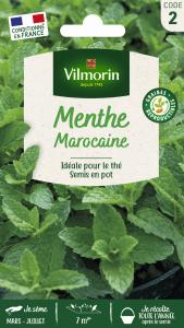 Menthe Marocaine 